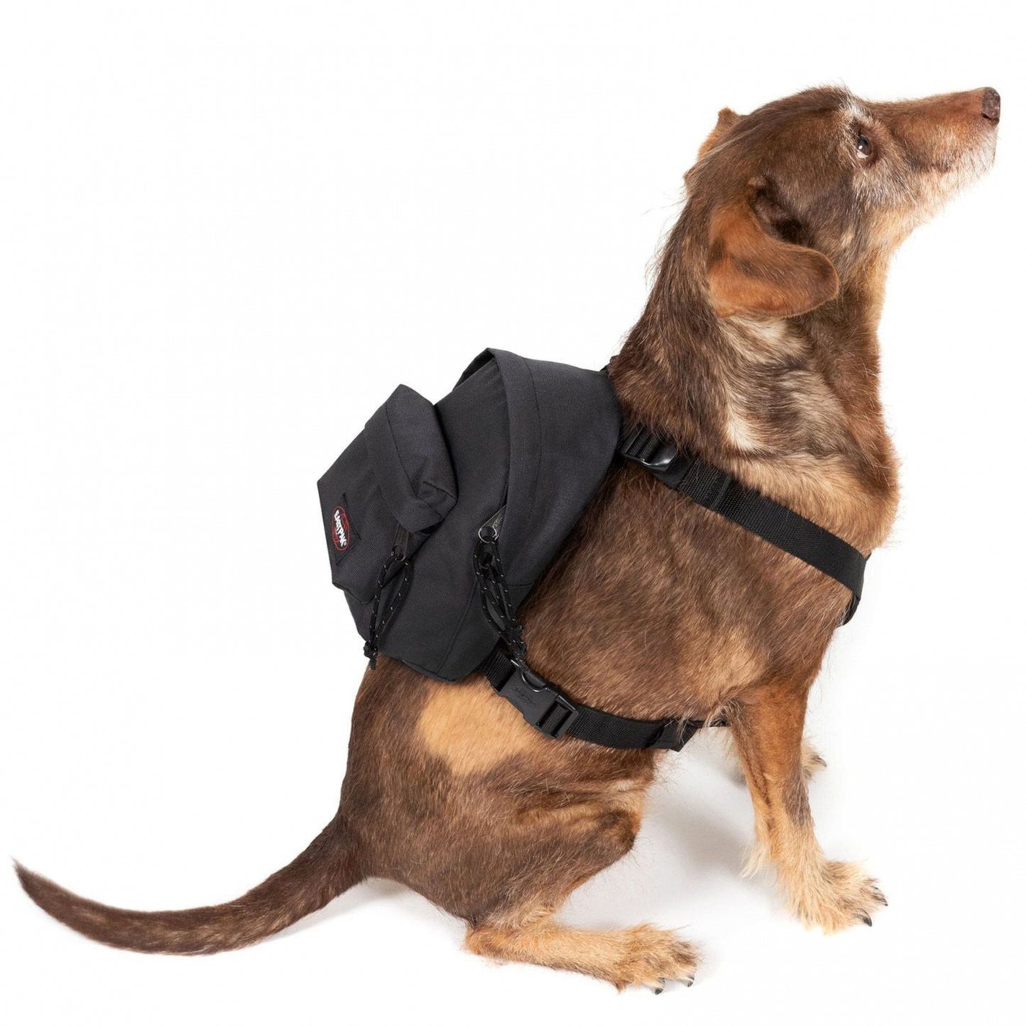 Eastpak Dog Pak'r BLACK dog backpack